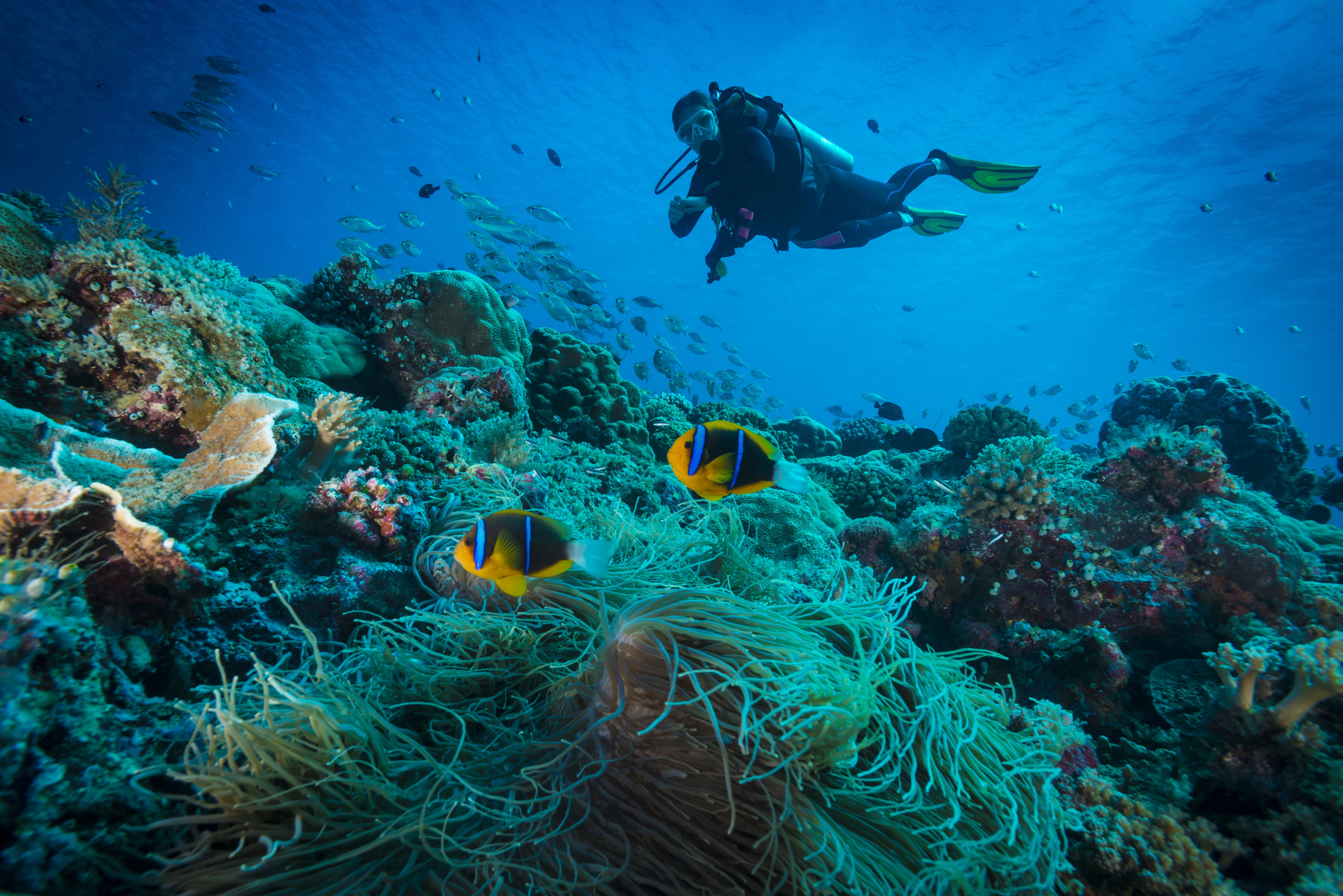 Spenden an Dochsip eingetragener Verein e.V. gegen Korallensterben und Korallenbleiche