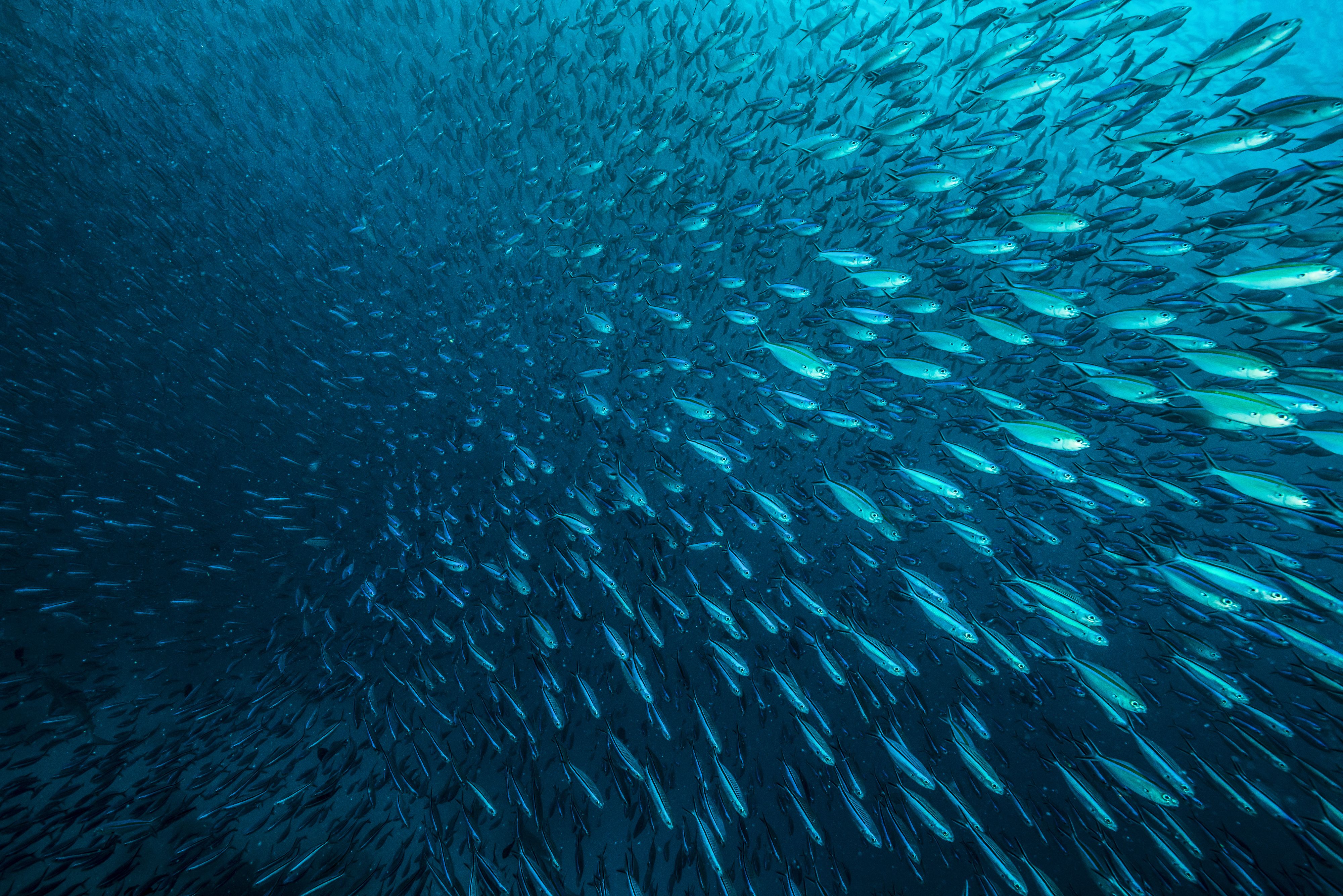 Spende Docship nongovernmental Association für einen gesunden Fischbestand und gegen die Ausbeutung des Meeres und Meeresausbeutung
