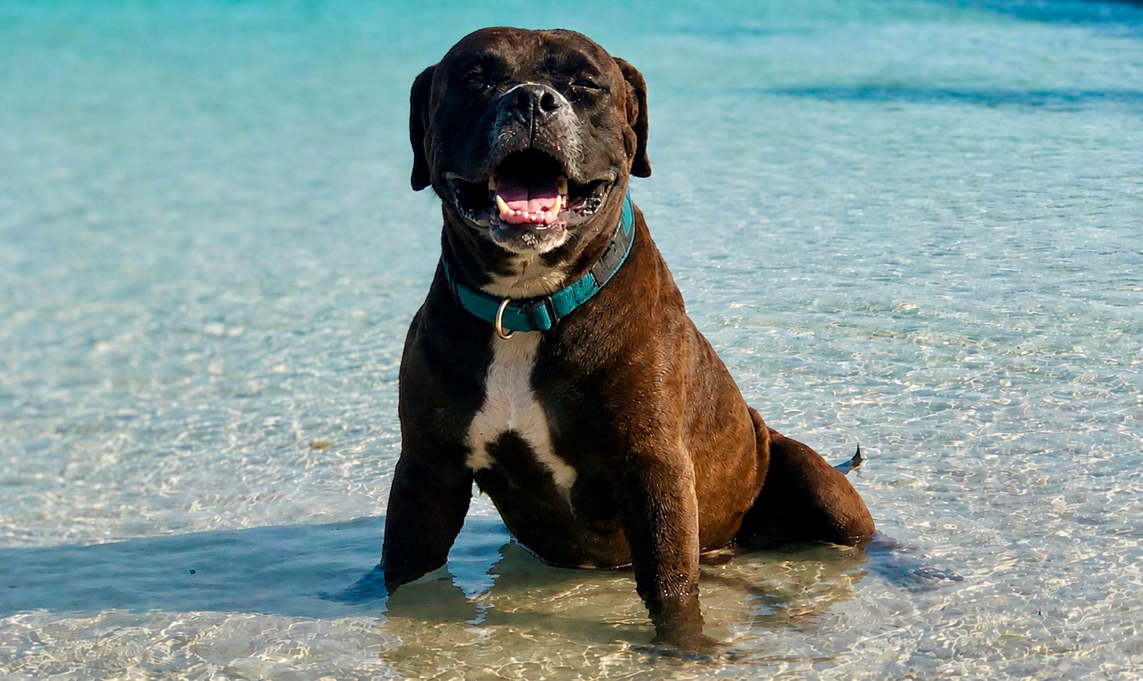 Hund steht im flachen Wasser als Symbol für hundefreundliche Schiffsreisen und Hundekreuzfahrten