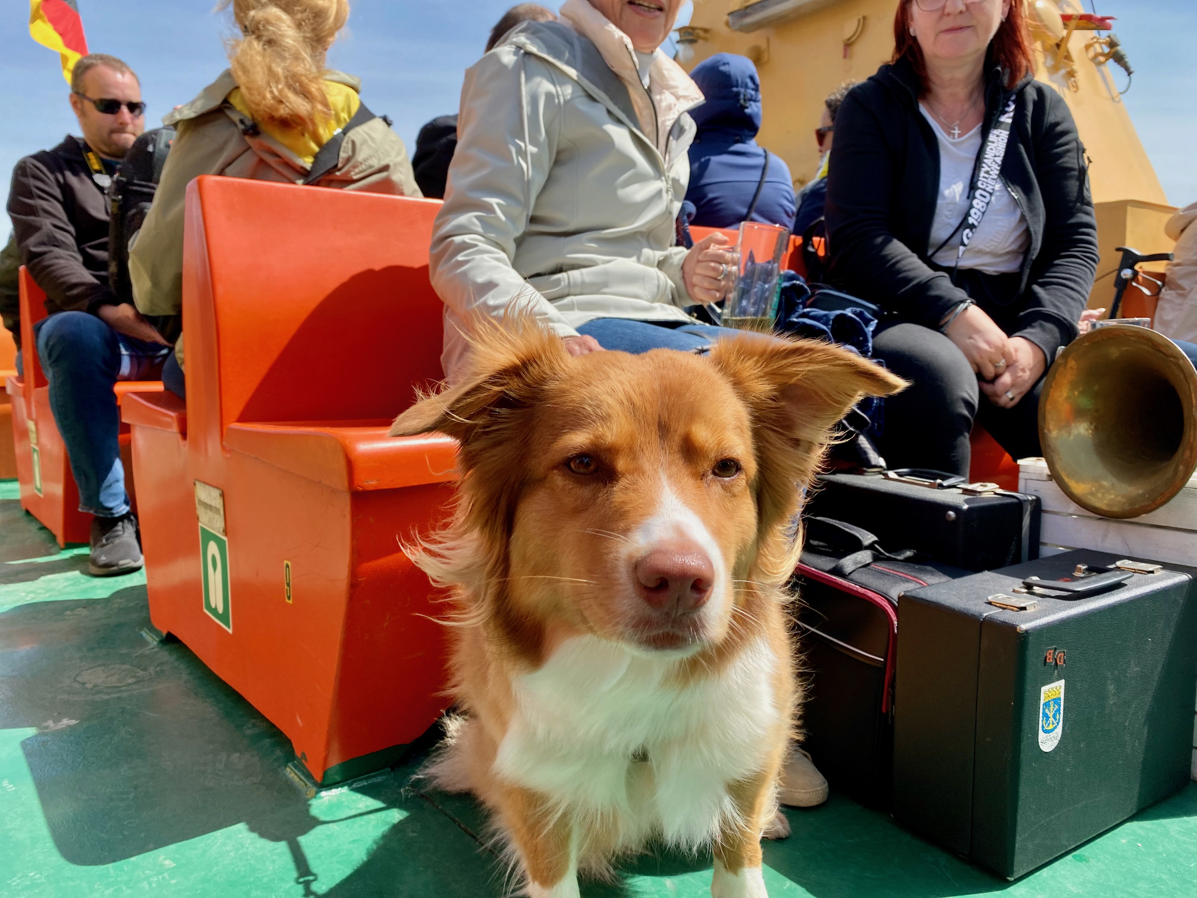 Hund sitzt auf einem Schiff zwischen Reisenden als Symbol für eine hundefreundliche Schiffsreise