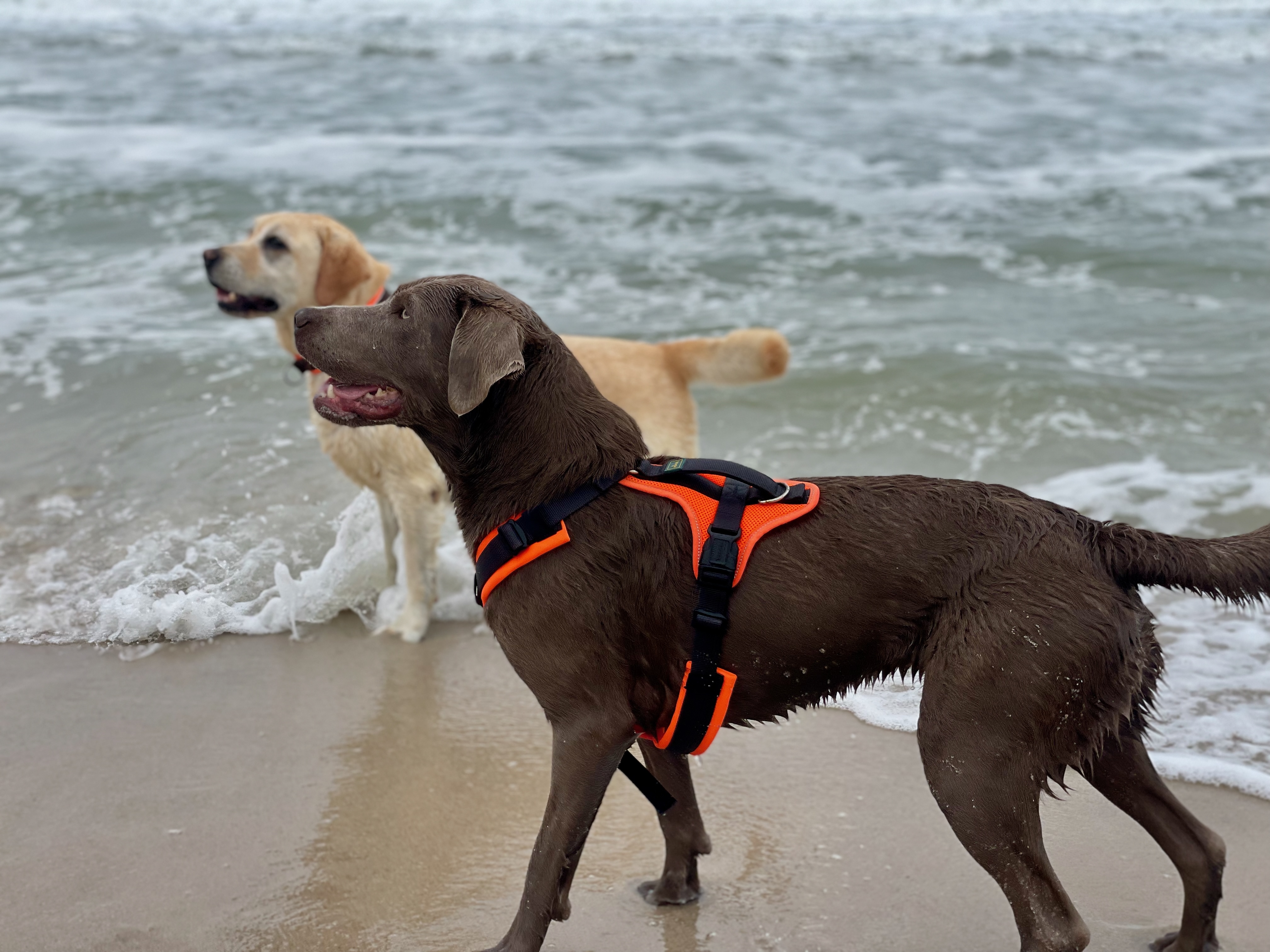 Zwei Hunde am Strand bei einem Landausflug während einer sanften Schiffsreise mit Hund