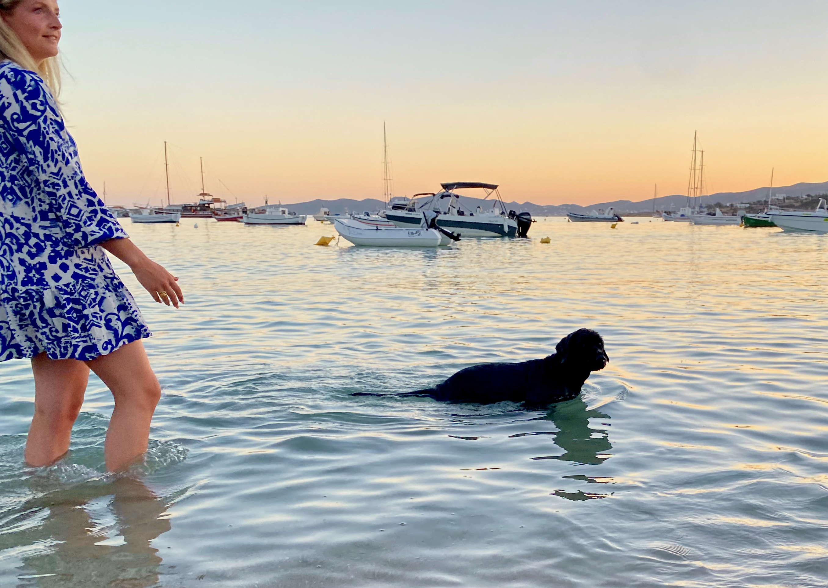Hund schwimmt bei Sonnenuntergang im Meer während eines Landausflugs auf einer sanften Schiffsreise mit Hund