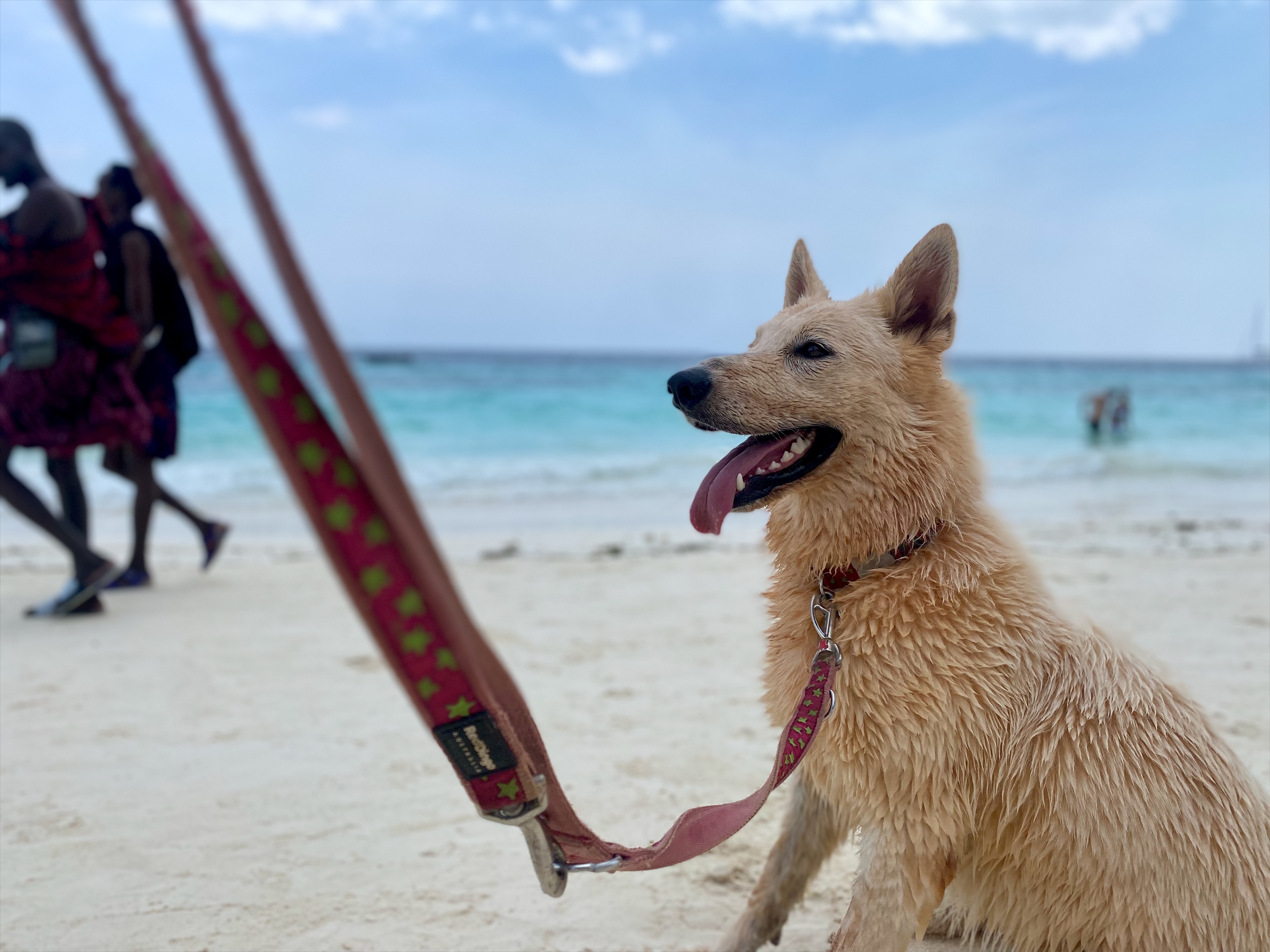 Hund am Strand bei einer sanften Schiffsreise mit Hund als Symbol für entspannte Landausflüge