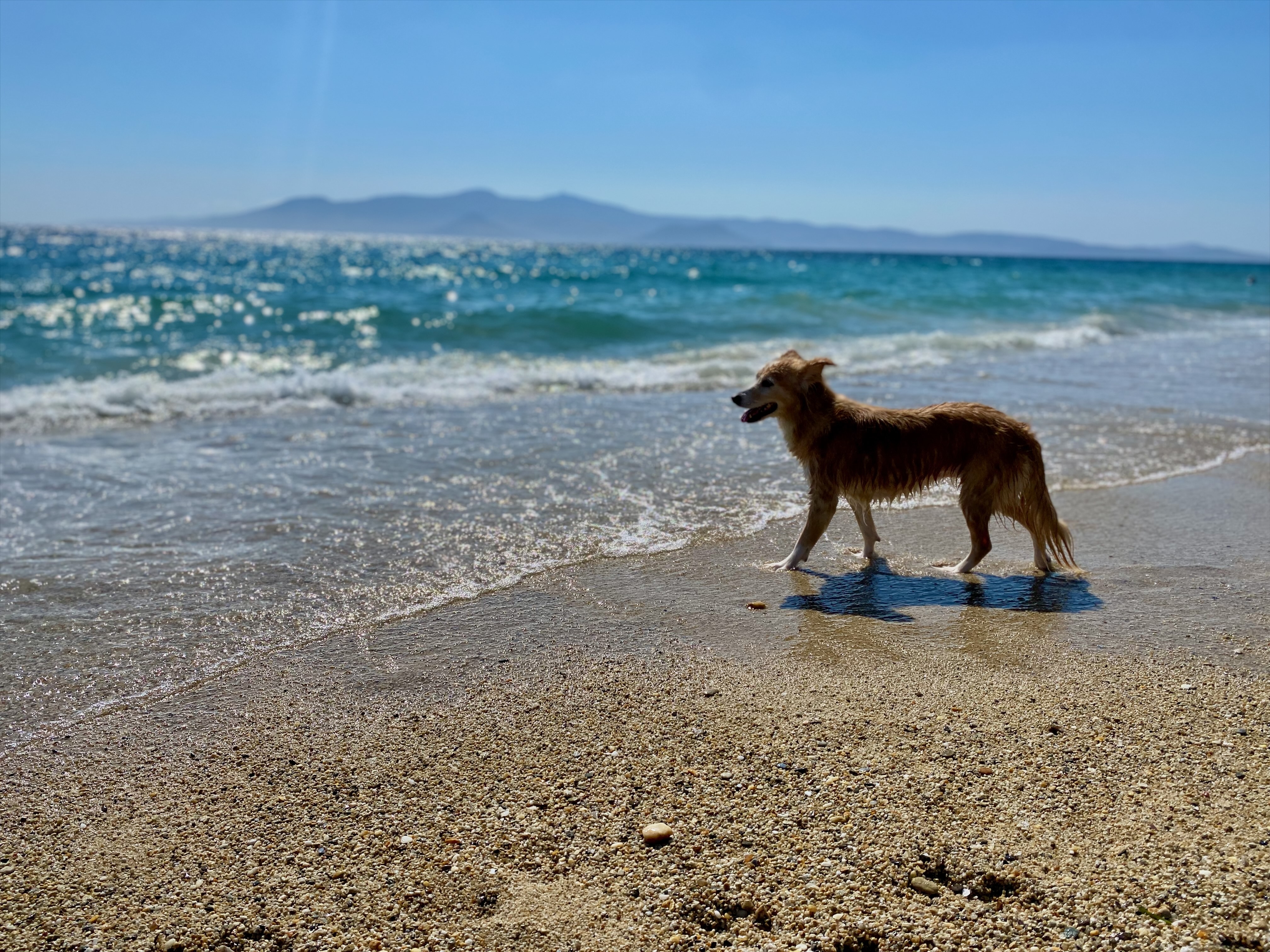 Hund steht am Strand bei einem Landausflug am Meer während einer sanften Schiffsreise mit Hund