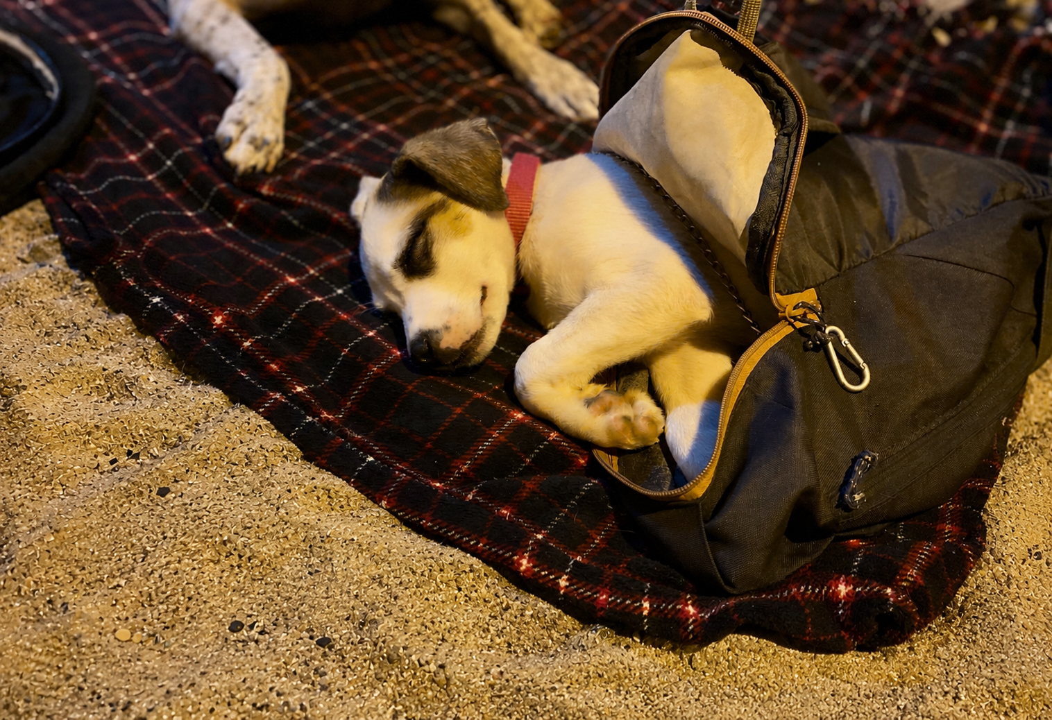 Kleiner Hund schläft am Strand während eines Urlaubs mit Hund auf dem Schiff