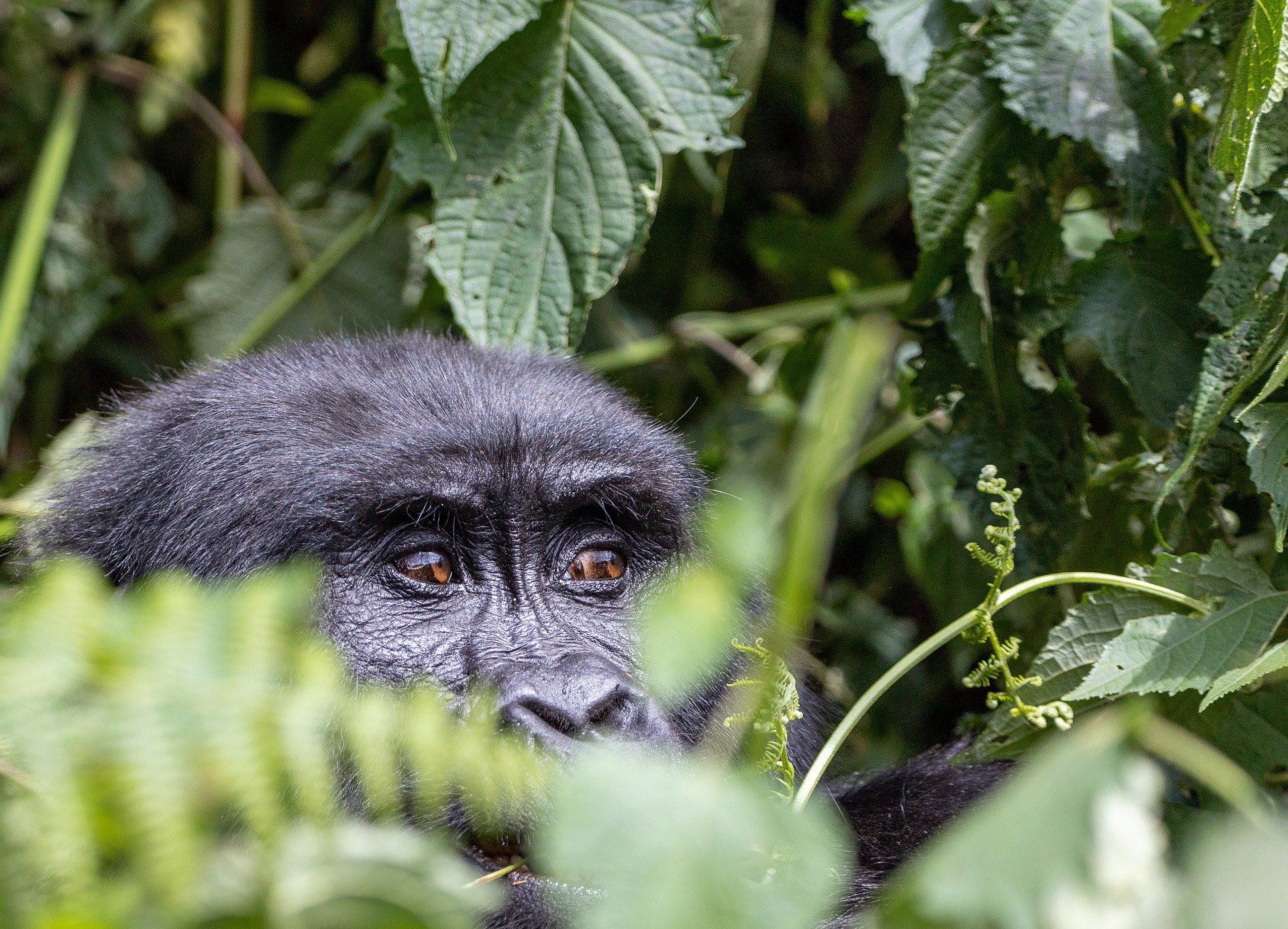 Gorilla Beringei Beringei im Dschungel
