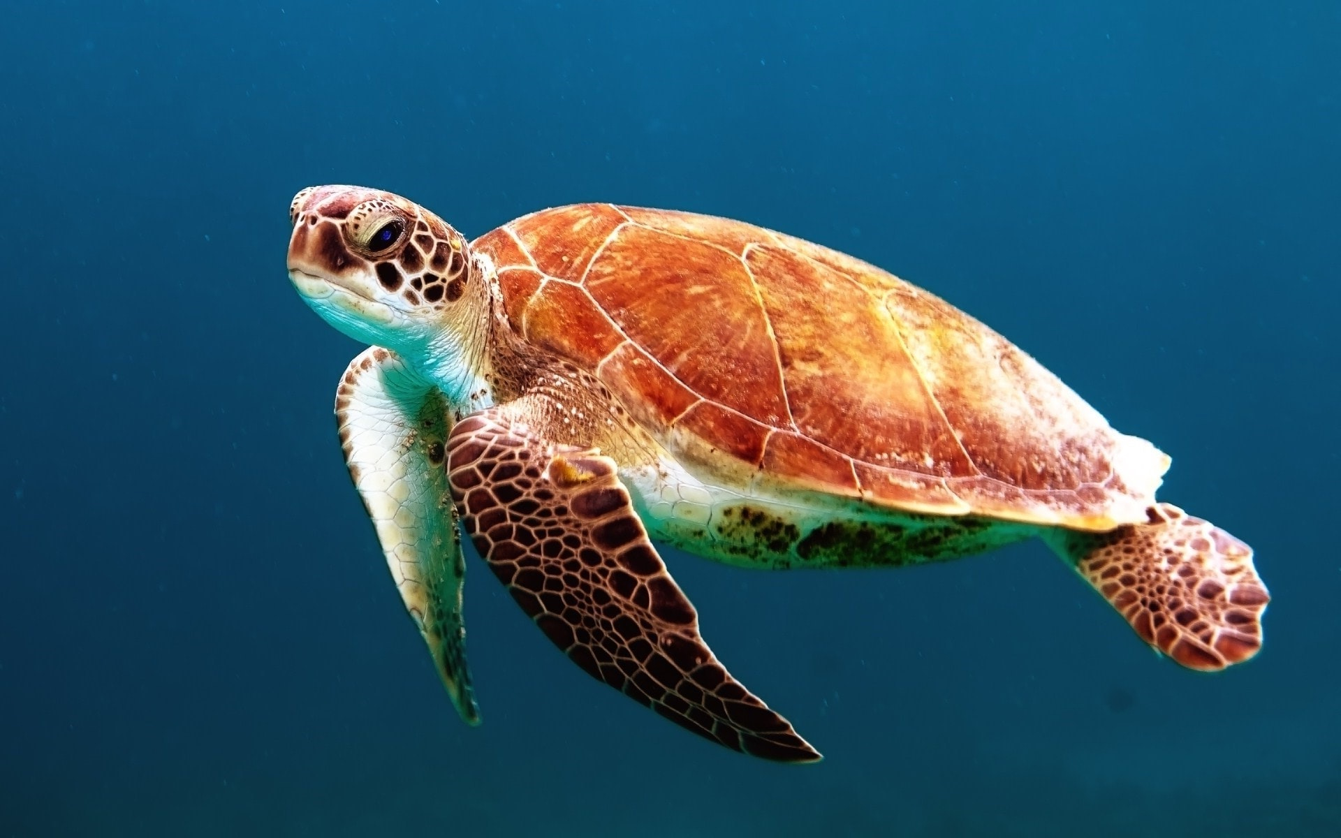 Forschungsprojekt Schildkröte